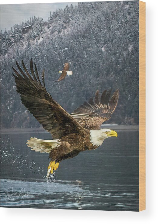 Alaska Wood Print featuring the photograph Bald Eagle with Catch #1 by James Capo