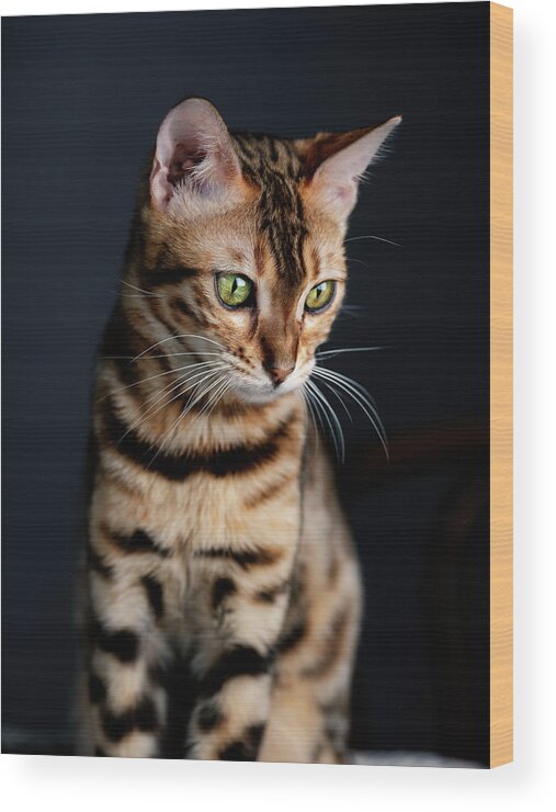 Bengal Wood Print featuring the photograph Bengal Cat Portrait #1 by Nailia Schwarz