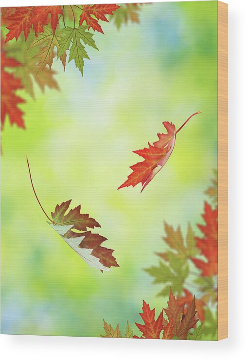 Scenics Wood Print featuring the photograph Falling Autumn Leaves #1 by Borchee