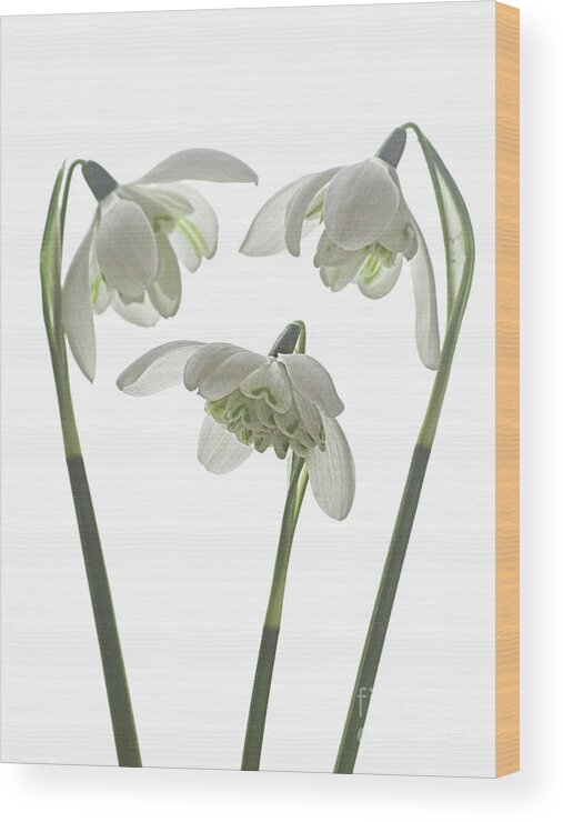 Double Snowdrops Wood Print featuring the photograph Galanthus nivalis flore pleno #1 by John Edwards
