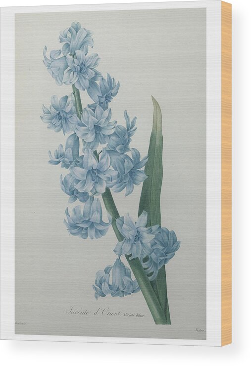 Redoute Wood Print featuring the painting Hyacinthus orientalis #1 by Pierre-Joseph Redoute