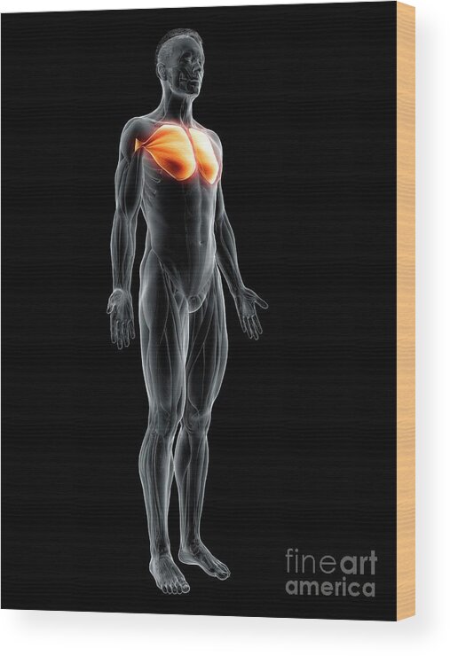 Pectoralis Major Muscle #6 by Sebastian Kaulitzki/science Photo Library