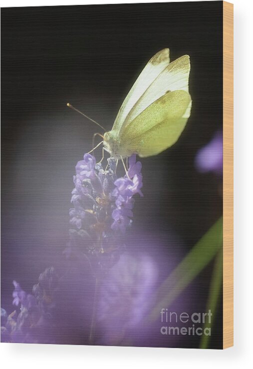 Macro Wood Print featuring the photograph Butterfly #2 by Mariusz Talarek