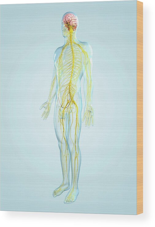 Physiology Wood Print featuring the digital art Nervous System, Artwork #2 by Sciepro