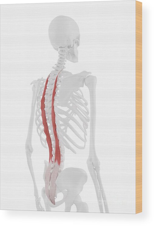 Longissimus Thoracis Muscle #6 Wood Print by Sebastian Kaulitzki
