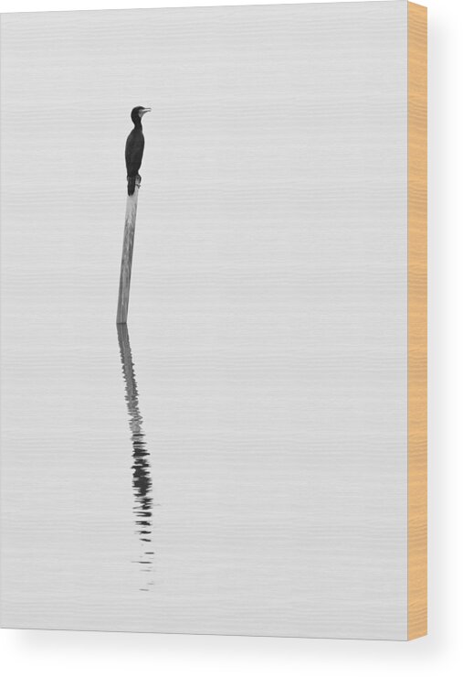 Cormorant
Estuary
Shadow Wood Print featuring the photograph A Cormorant On A Pole by Kazuhiro Komai