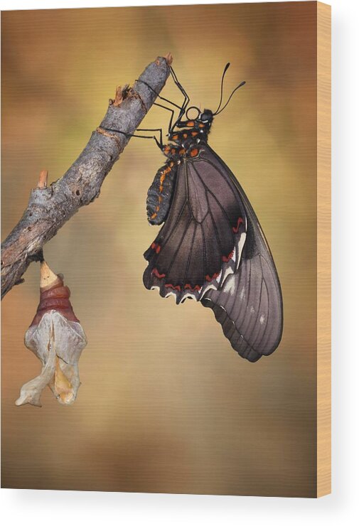 Butterfly Wood Print featuring the photograph Birth Of A Swallowtail by Jimmy Hoffman