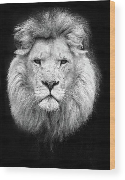 African Ethnicity Wood Print featuring the photograph Black And White Portrait Of A Lion by Focus on nature