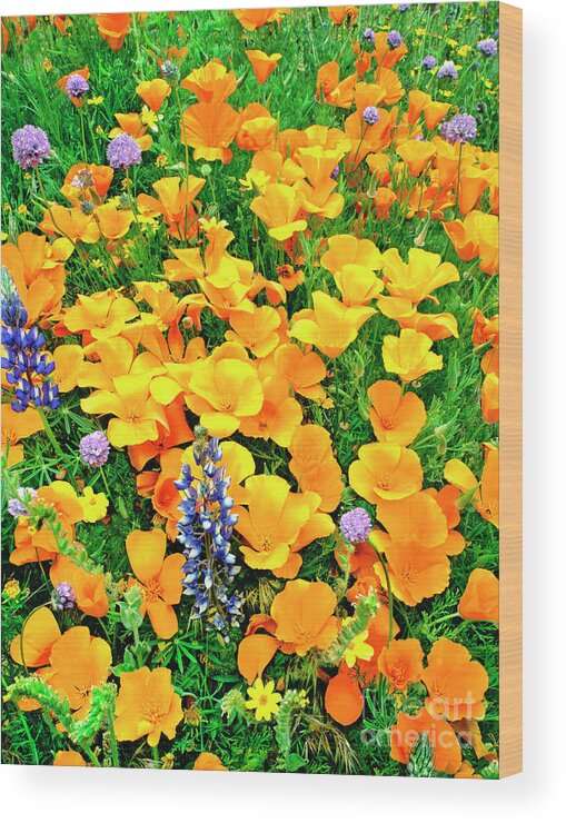 North America Wood Print featuring the photograph California Poppies and Betham Lupines Southern California by Dave Welling