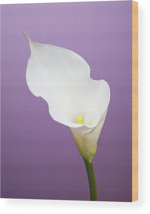 Calla Lily Wood Print featuring the photograph Calla Lily On Purple Background by William Andrew