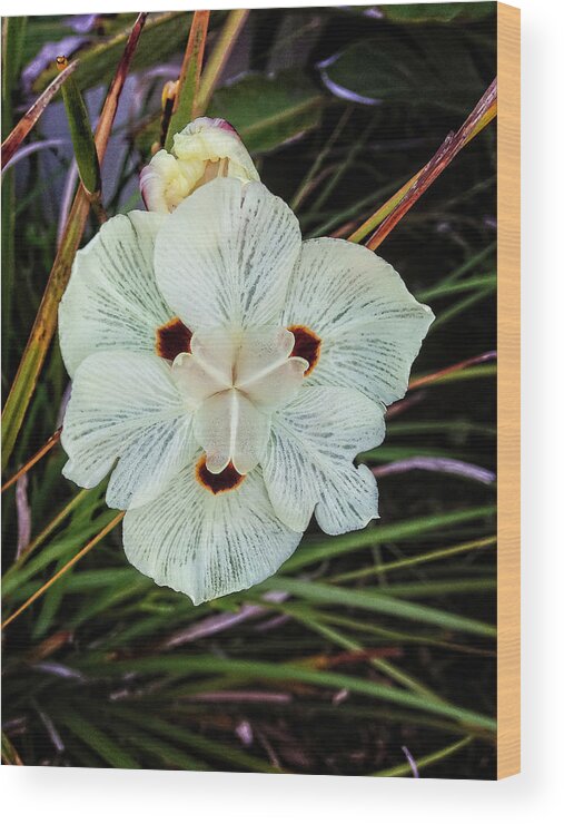 Caribbean Wood Print featuring the photograph Caribbean Wildflower by Pheasant Run Gallery