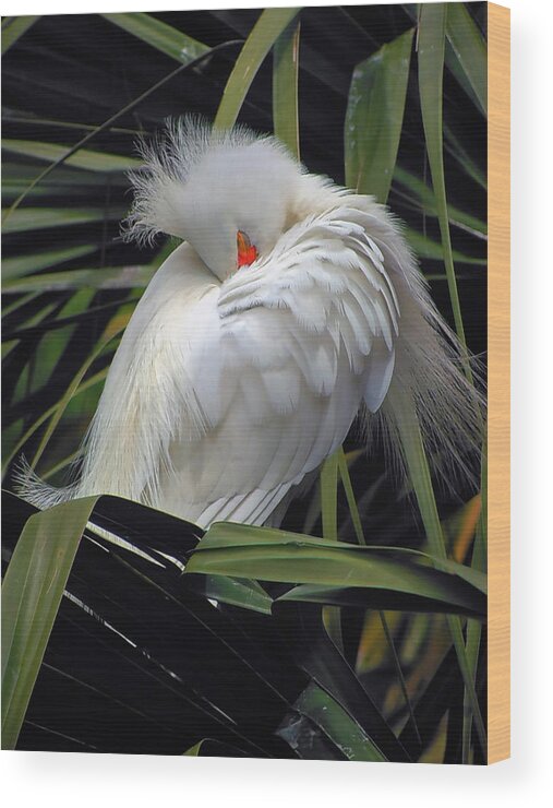 Egret Wood Print featuring the photograph Catching the Red Eye by Michael Allard