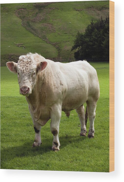 Scotland Wood Print featuring the photograph Charolais Bull In Green Fields At by Gannet77