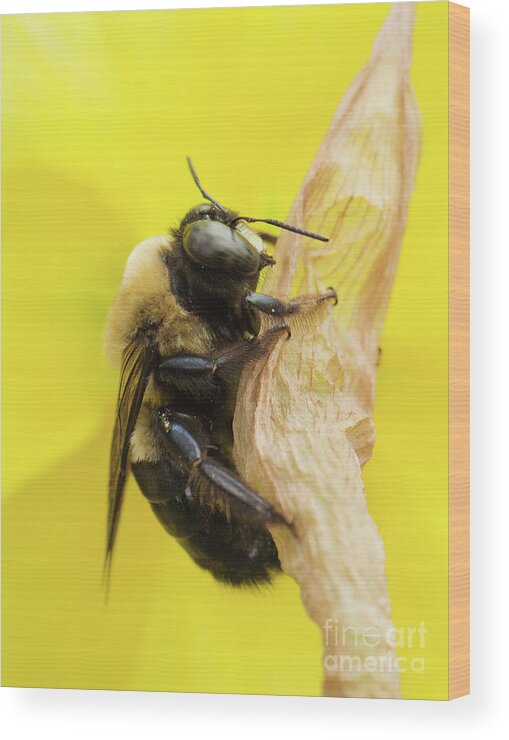 Bee Wood Print featuring the photograph Clinging On by Michelle Tinger