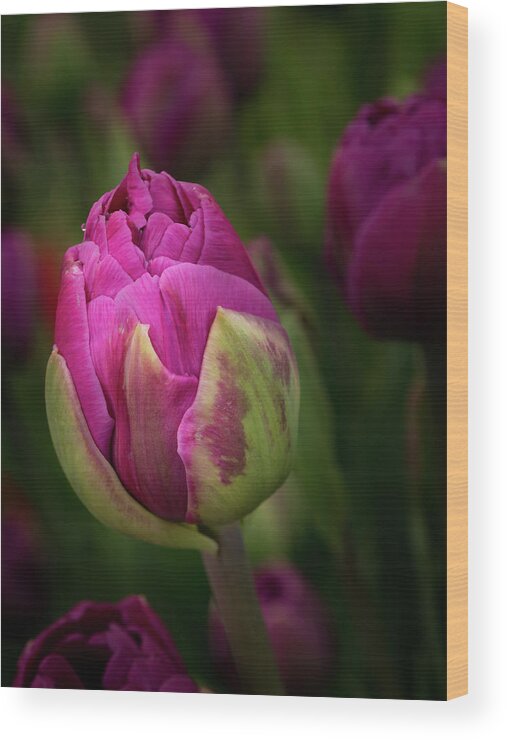 Closed Pink Tulip Wood Print featuring the photograph Closed Pink Tulip by Jean Noren