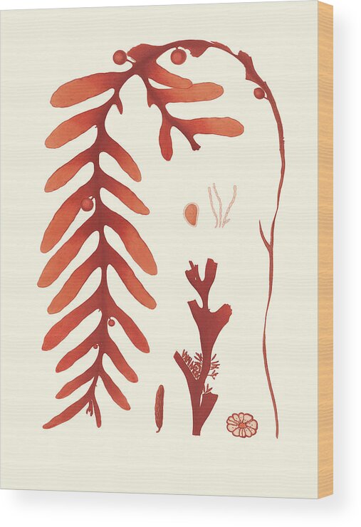 Coastal & Tropical+animals & Nature+sea Life Wood Print featuring the painting Coral Seaweed II by Vision Studio