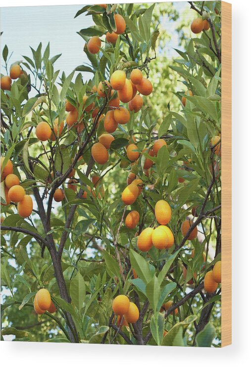 Outdoors Wood Print featuring the photograph Cumquats On A Tree by Bill Boch