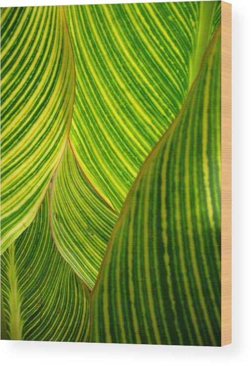 Natural Pattern Wood Print featuring the photograph Dwarf Canna Lily by Brenda Foran