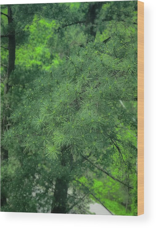 Trees Wood Print featuring the photograph Ever Green by Lora J Wilson