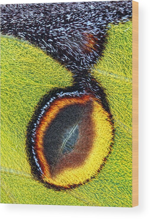 Moth Wood Print featuring the photograph Eyespot by Jimmy Hoffman