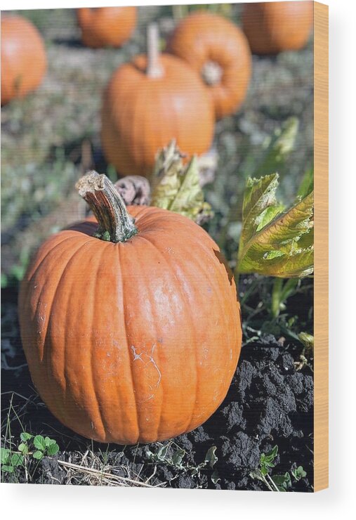 Pumpkin Wood Print featuring the photograph Fall Pumpkins by Jeff Floyd CA