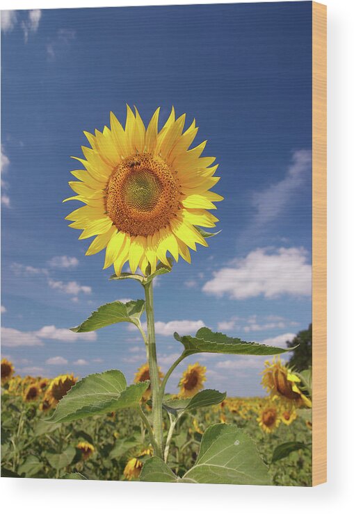 Petal Wood Print featuring the photograph Field Of Sunflowers by Sandsun