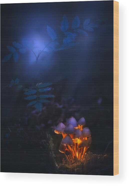 Mushrooms Wood Print featuring the photograph Forest Lantern by Kirill Volkov