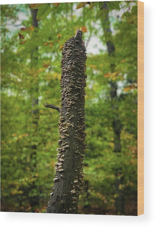 Trees Wood Print featuring the photograph Fungus Among Us by Lora J Wilson