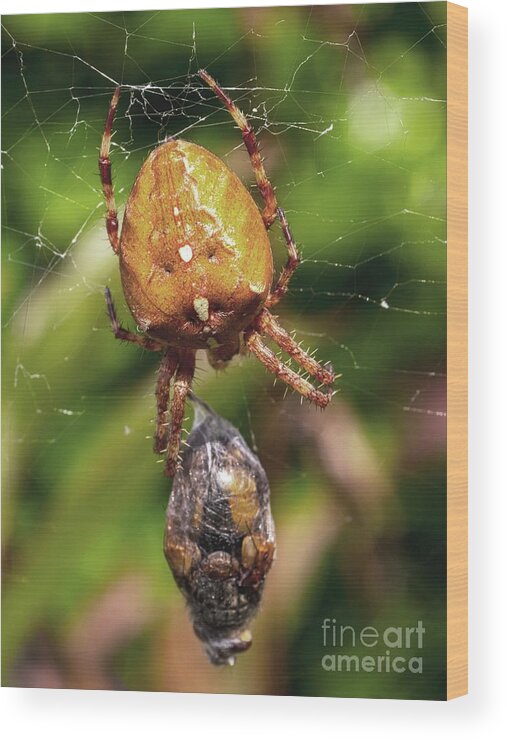 Garden Spider Wood Print featuring the photograph Garden Spider Wrapping Prey In Silk by Ian Gowland/science Photo Library