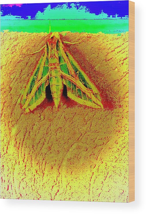 Gigantic Moth Wood Print featuring the photograph Gigantic Moth by Debra Grace Addison