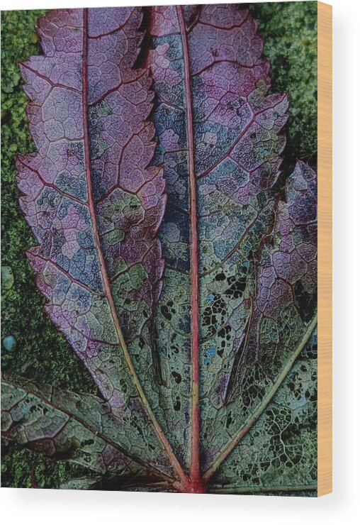 Leaf
Acer
Nature
Garden
Plant
Autumn
Fall
Textures
Lines Wood Print featuring the photograph Gone But Not Forgotten by Elizabeth Allen