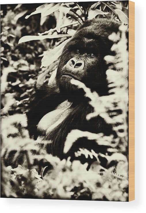 Gorilla Wood Print featuring the photograph Gorilla by Niassa Lion Project