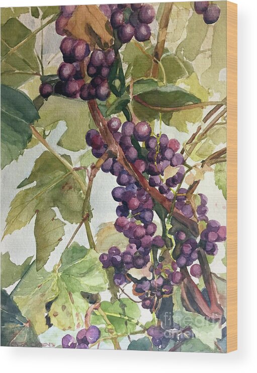Watercolor Of Grapevine Wood Print featuring the painting Watercolor of a cluster of grapes on a vine by Greta Corens
