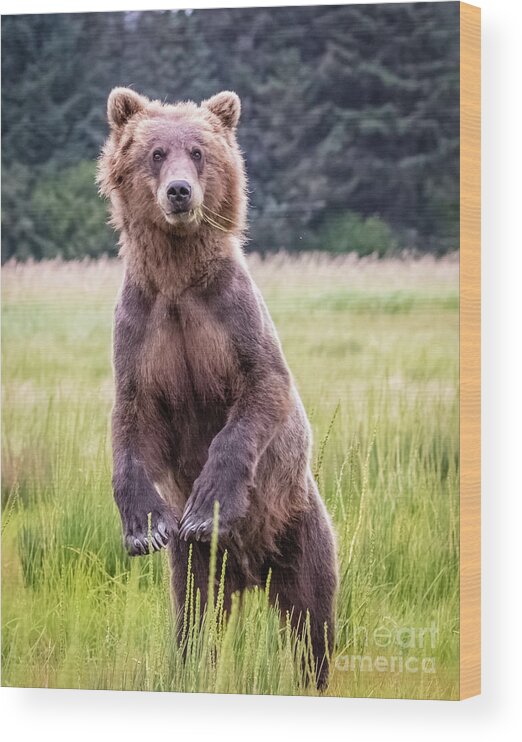 Grizzly Wood Print featuring the photograph Grizzly bear standing by Lyl Dil Creations