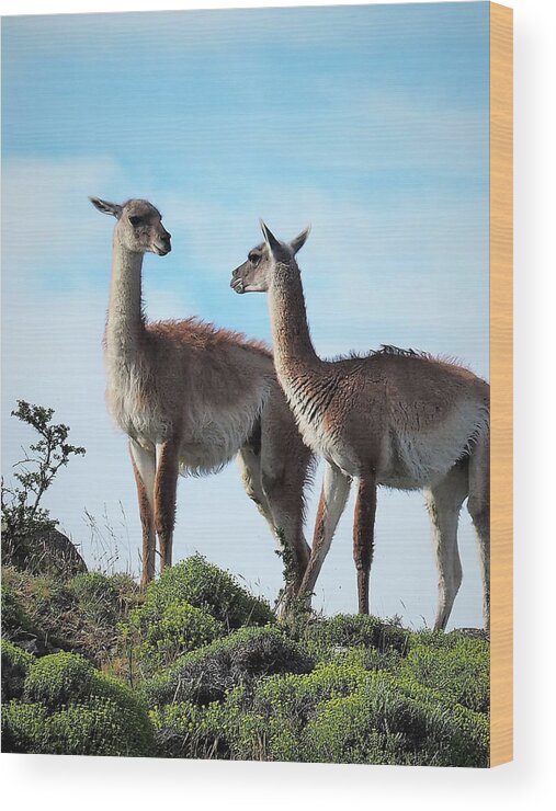 Guanaco Wood Print featuring the photograph 2 Guanacos on the Patagonia Plains by Leslie Struxness
