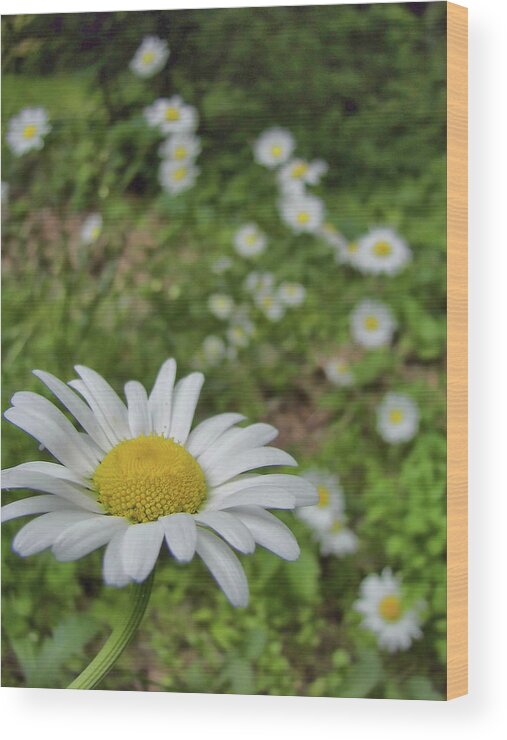 As Wood Print featuring the photograph Happy Daisy by JAMART Photography