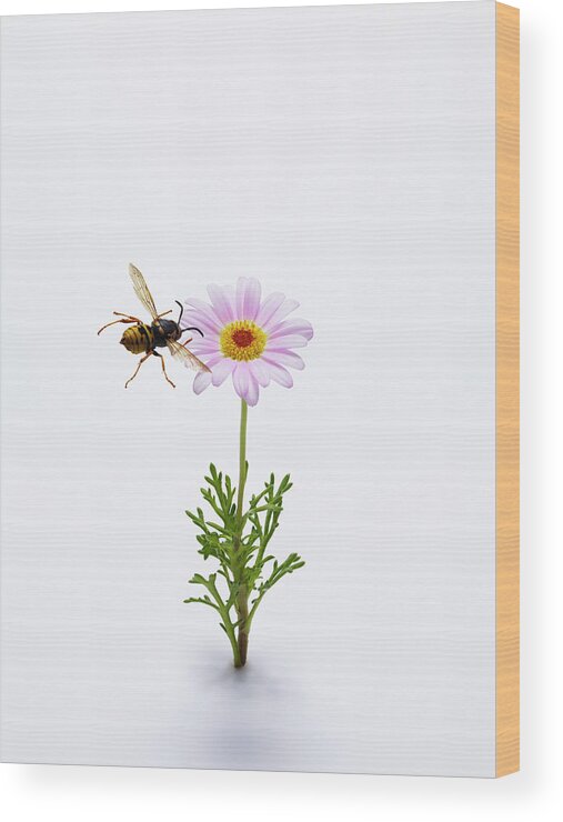 White Background Wood Print featuring the photograph Honeybee Flying To Pink Flower by Yamada Taro