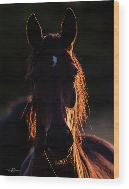 Horse Wood Print featuring the photograph Horse portrait in back lit by Torbjorn Swenelius