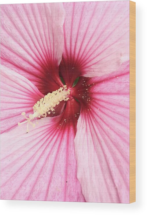 Hibiscus Wood Print featuring the photograph In Depth by Anjel B Hartwell