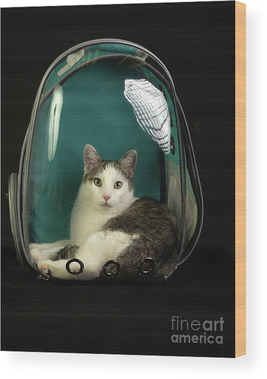 Cat Wood Print featuring the photograph Kitty in a Bubble by Susan Warren