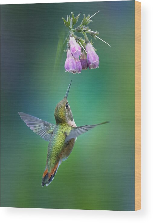 Hummingbird Wood Print featuring the photograph Life Is Good by Qing Zhao