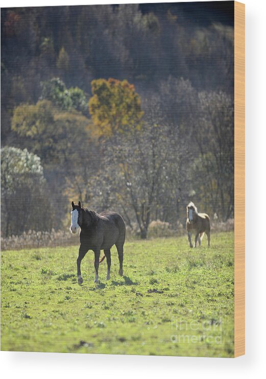 Rosemary Farm Wood Print featuring the photograph Luna and Duncan by Carien Schippers