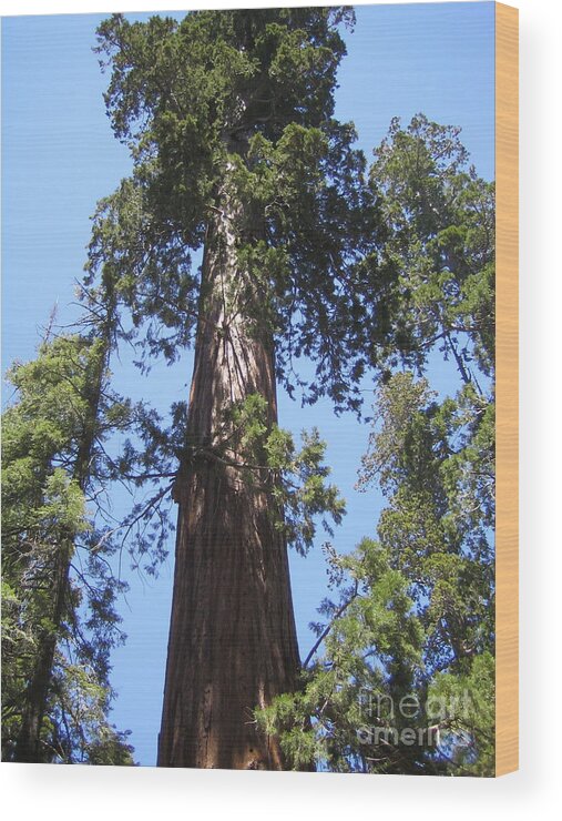 Yosemite Wood Print featuring the photograph Mariposa Old Tall Giant Tree Reaching the Blue Sky Yosemite National Park by John Shiron