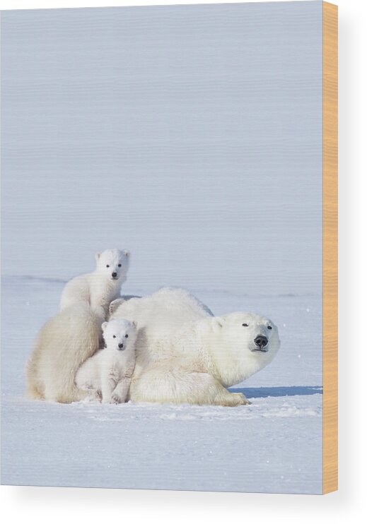 Bear Cub Wood Print featuring the photograph Mother Polar Bear With Cubs, Canada by Art Wolfe