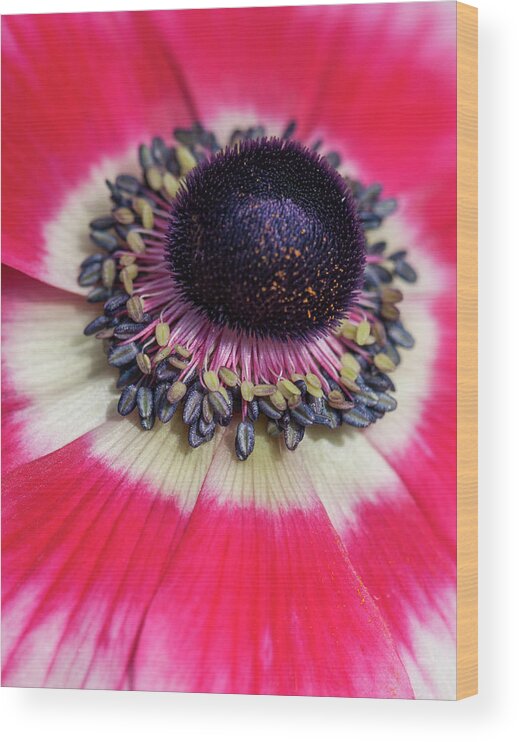 Macro Wood Print featuring the photograph Asian Poppy Necklace by Ginger Stein