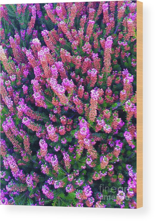 Pink Wood Print featuring the photograph Pink Blooms by Carol Eliassen