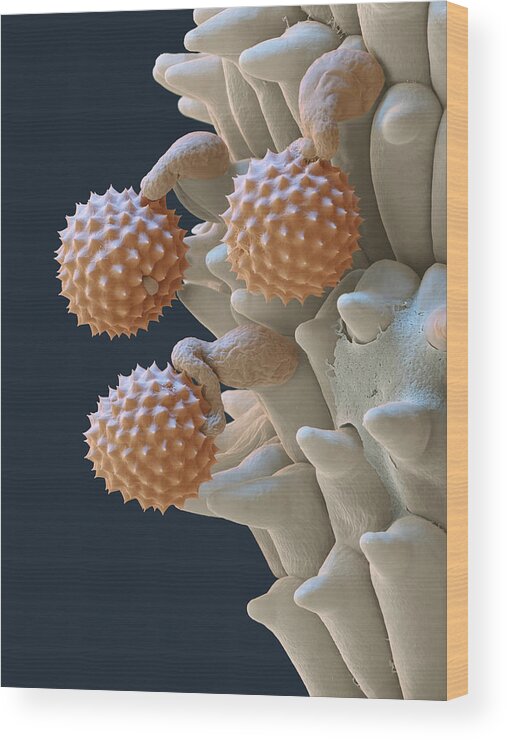 Ambrosia Wood Print featuring the photograph Pollen And Pollen Tubes, Sem by Oliver Meckes EYE OF SCIENCE