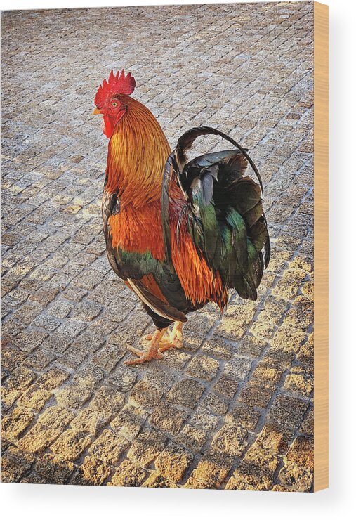 Rooster Wood Print featuring the photograph Rooster Strut by Jill Love