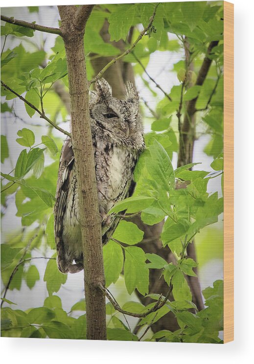 Owl Wood Print featuring the photograph Screech Owl by Deborah Penland