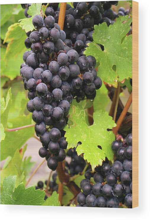 Grapes Wood Print featuring the photograph Shalestone - 12 by Jeffrey Peterson